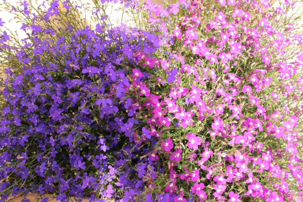 クアルトゥッチュ Fiori E Limoni Bed & Breakfast エクステリア 写真